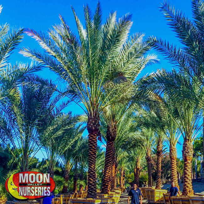Top 5 Palms for Landscapes